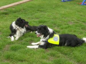 20070811 Dorgy + Bingo mit Kenndecke.JPG